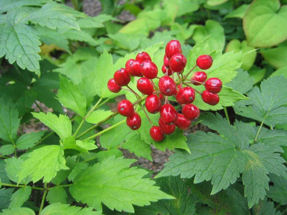 Actaea rubra (Rotfruchtiges Christophskraut)